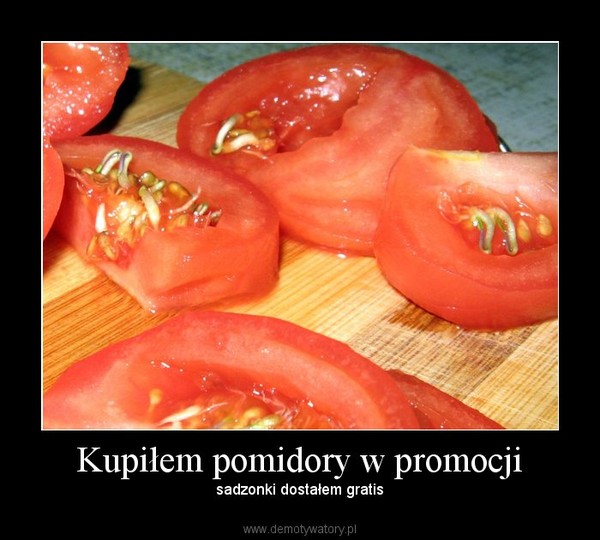 Kupiłem pomidory w promocji – sadzonki dostałem gratis 