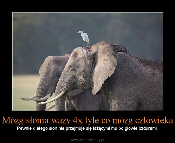 Mózg słonia waży 4x tyle co mózg człowieka – Pewnie dlatego słoń nie przejmuje się łażącymi mu po głowie bzdurami 