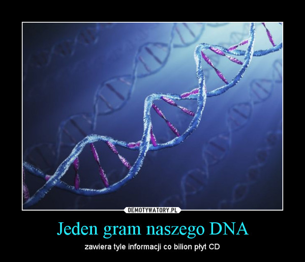 Jeden gram naszego DNA – zawiera tyle informacji co bilion płyt CD 