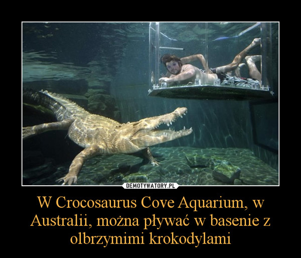 W Crocosaurus Cove Aquarium, w Australii, można pływać w basenie z olbrzymimi krokodylami –  