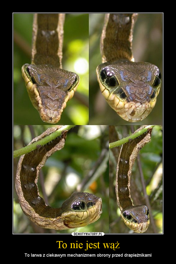 To nie jest wąż
