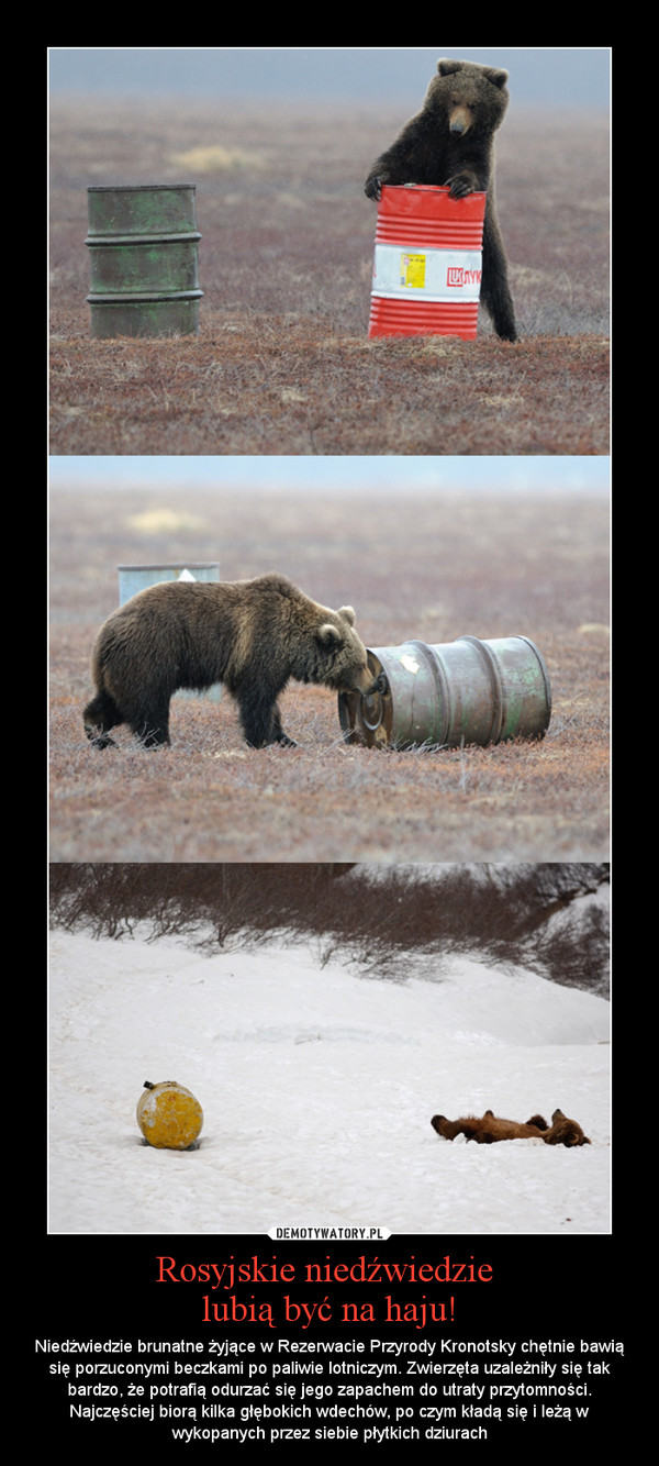 Rosyjskie niedźwiedzie lubią być na haju! – Niedźwiedzie brunatne żyjące w Rezerwacie Przyrody Kronotsky chętnie bawią się porzuconymi beczkami po paliwie lotniczym. Zwierzęta uzależniły się tak bardzo, że potrafią odurzać się jego zapachem do utraty przytomności. Najczęściej biorą kilka głębokich wdechów, po czym kładą się i leżą w wykopanych przez siebie płytkich dziurach 