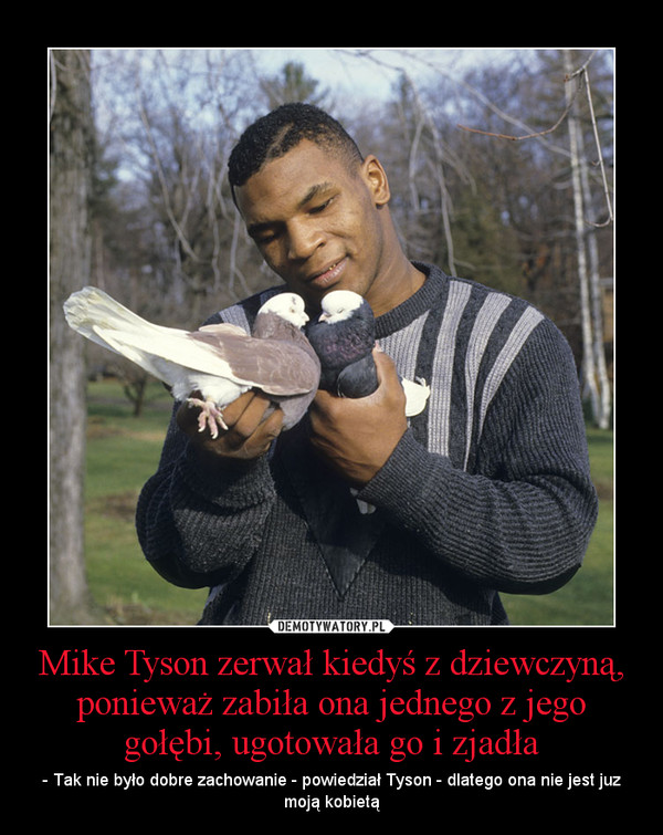 Mike Tyson zerwał kiedyś z dziewczyną, ponieważ zabiła ona jednego z jego gołębi, ugotowała go i zjadła – - Tak nie było dobre zachowanie - powiedział Tyson - dlatego ona nie jest juz moją kobietą 