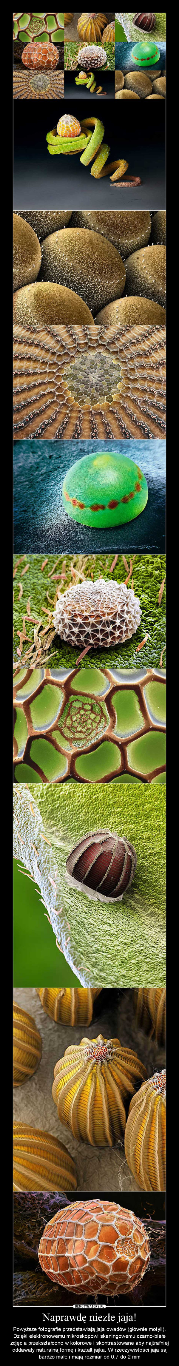 Naprawdę niezłe jaja! – Powyższe fotografie przedstawiają jaja owadów (głównie motyli). Dzięki elektronowemu mikroskopowi skaningowemu czarno-białe zdjęcia przekształcono w kolorowe i skontrastowane aby najtrafniej oddawały naturalną formę i kształt jajka. W rzeczywistości jaja są bardzo małe i mają rozmiar od 0,7 do 2 mm 