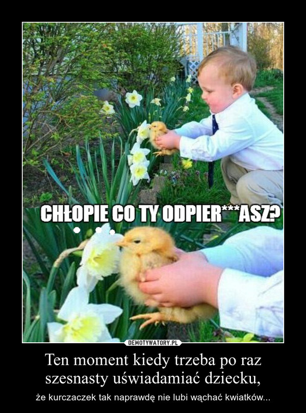 Ten moment kiedy trzeba po raz szesnasty uświadamiać dziecku, – że kurczaczek tak naprawdę nie lubi wąchać kwiatków... 