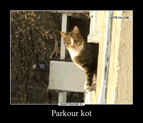 Parkour kot –  