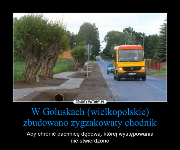 W Gołuskach (wielkopolskie) zbudowano zygzakowaty chodnik – Aby chronić pachnicę dębową, której występowanianie stwierdzono 