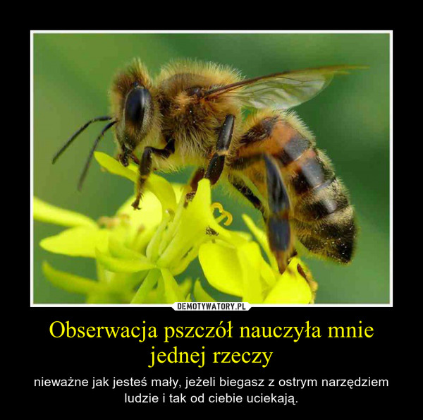 Obserwacja pszczół nauczyła mnie jednej rzeczy – nieważne jak jesteś mały, jeżeli biegasz z ostrym narzędziem ludzie i tak od ciebie uciekają. 