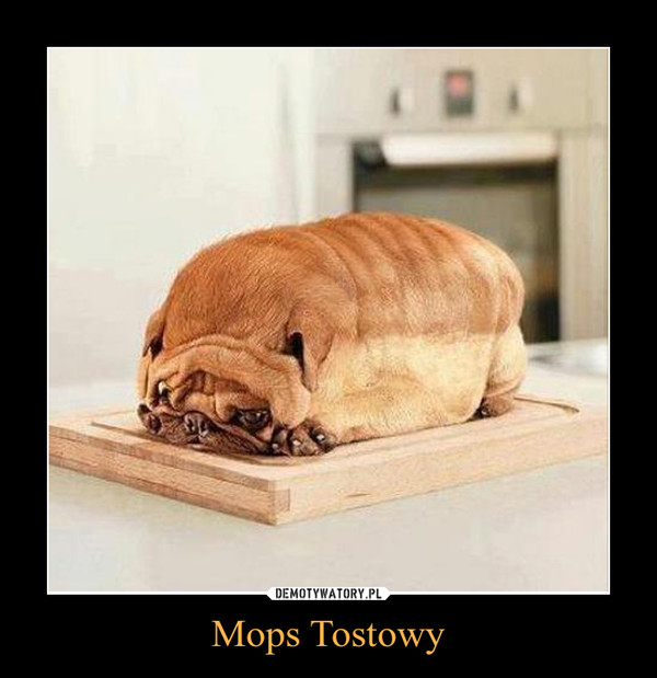 Mops Tostowy –  