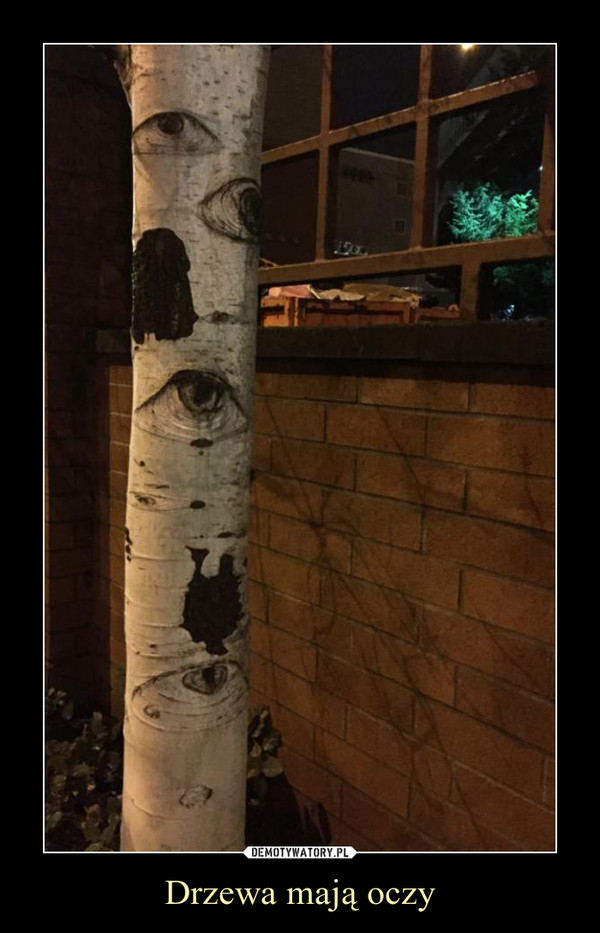 Drzewa mają oczy