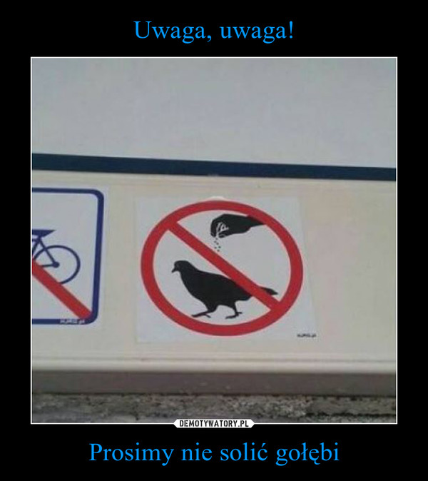 Prosimy nie solić gołębi –  
