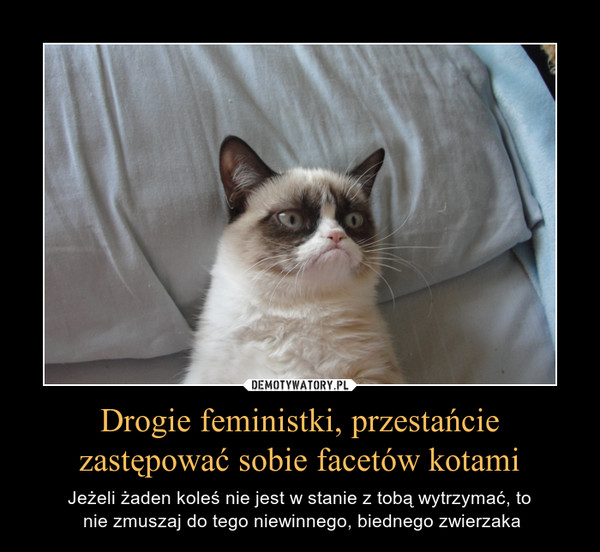 Drogie feministki, przestańcie zastępować sobie facetów kotami – Jeżeli żaden koleś nie jest w stanie z tobą wytrzymać, to nie zmuszaj do tego niewinnego, biednego zwierzaka 