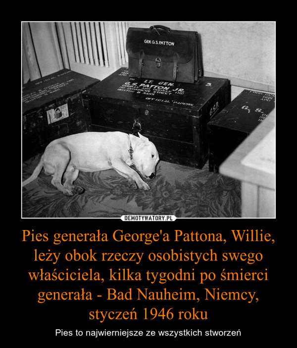 Pies generała George'a Pattona, Willie, leży obok rzeczy osobistych swego właściciela, kilka tygodni po śmierci generała - Bad Nauheim, Niemcy, styczeń 1946 roku – Pies to najwierniejsze ze wszystkich stworzeń 