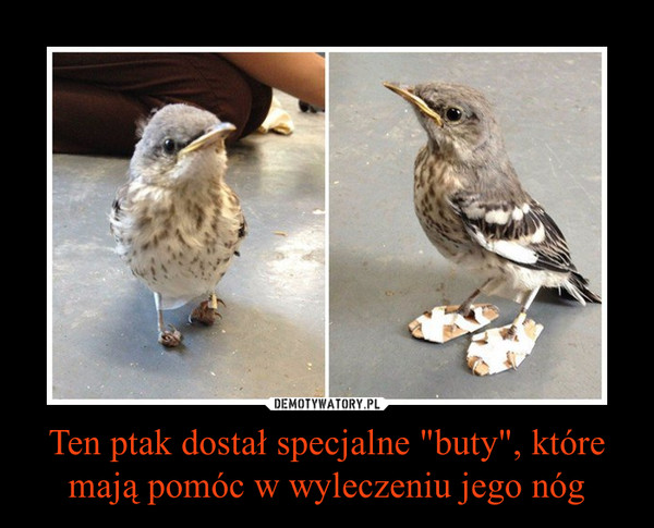 Ten ptak dostał specjalne "buty", które mają pomóc w wyleczeniu jego nóg –  