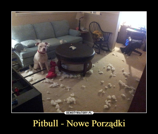 Pitbull - Nowe Porządki –  