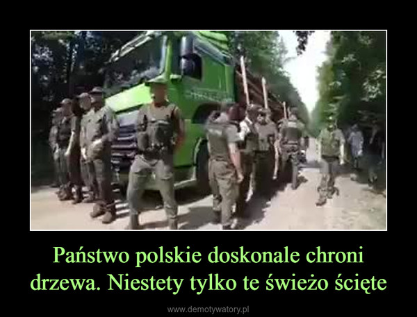 Państwo polskie doskonale chroni drzewa. Niestety tylko te świeżo ścięte –  