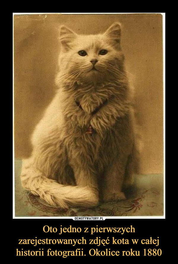 Oto jedno z pierwszych zarejestrowanych zdjęć kota w całej historii fotografii. Okolice roku 1880 –  