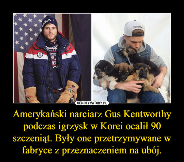 Amerykański narciarz Gus Kentworthy podczas igrzysk w Korei ocalił 90 szczeniąt. Były one przetrzymywane w fabryce z przeznaczeniem na ubój.