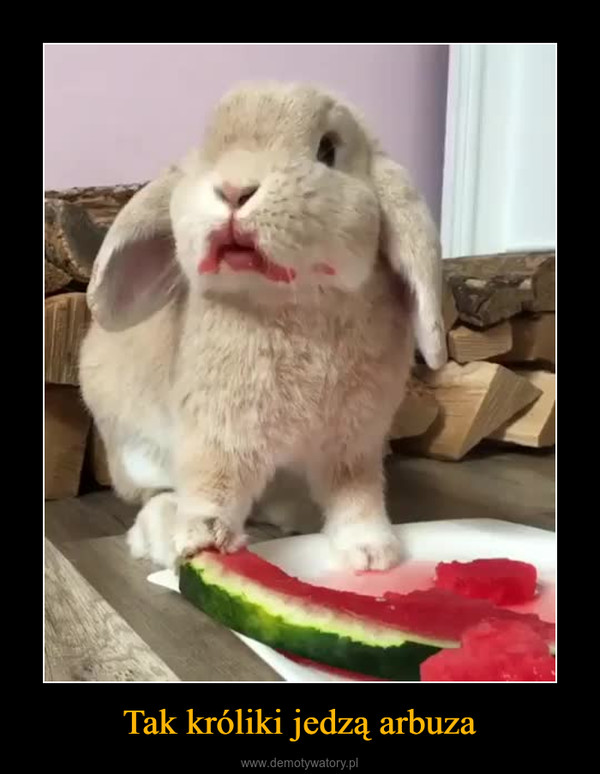 Tak króliki jedzą arbuza –  