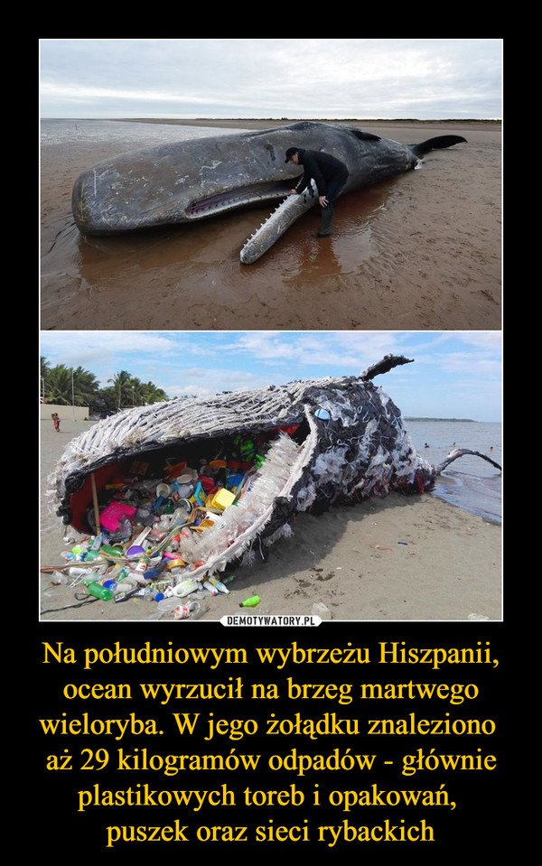 Na południowym wybrzeżu Hiszpanii, ocean wyrzucił na brzeg martwego wieloryba. W jego żołądku znaleziono aż 29 kilogramów odpadów - głównie plastikowych toreb i opakowań, puszek oraz sieci rybackich –  