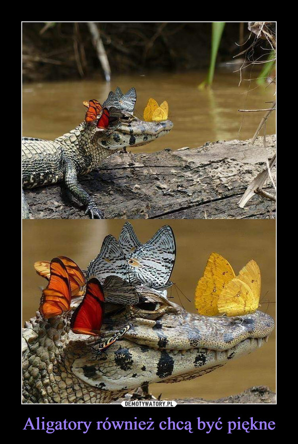 Aligatory również chcą być piękne