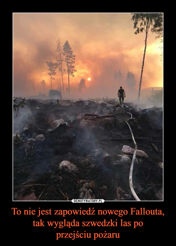 To nie jest zapowiedź nowego Fallouta, tak wygląda szwedzki las poprzejściu pożaru –  