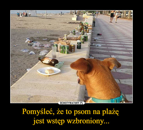 Pomyśleć, że to psom na plażę jest wstęp wzbroniony... –  