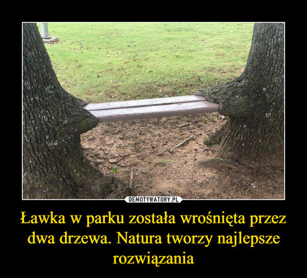 Ławka w parku została wrośnięta przez dwa drzewa. Natura tworzy najlepsze rozwiązania –  