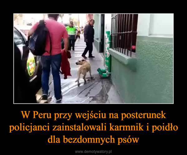 W Peru przy wejściu na posterunek policjanci zainstalowali karmnik i poidło dla bezdomnych psów –  