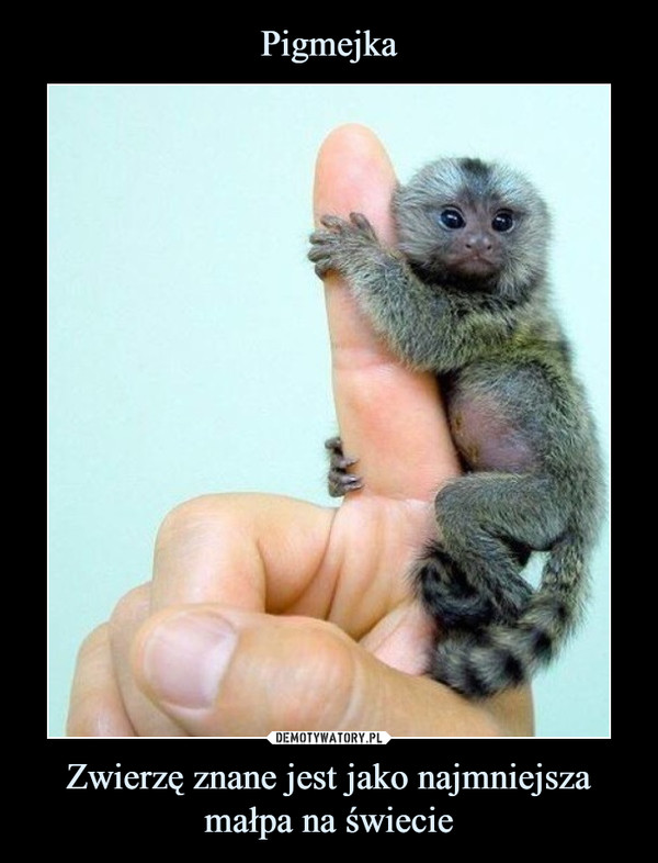 Zwierzę znane jest jako najmniejsza małpa na świecie –  