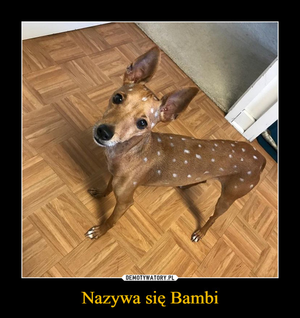 Nazywa się Bambi –  