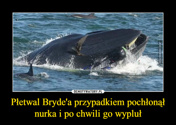 Płetwal Bryde'a przypadkiem pochłonął nurka i po chwili go wypluł –  