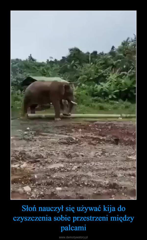 Słoń nauczył się używać kija do czyszczenia sobie przestrzeni między palcami –  