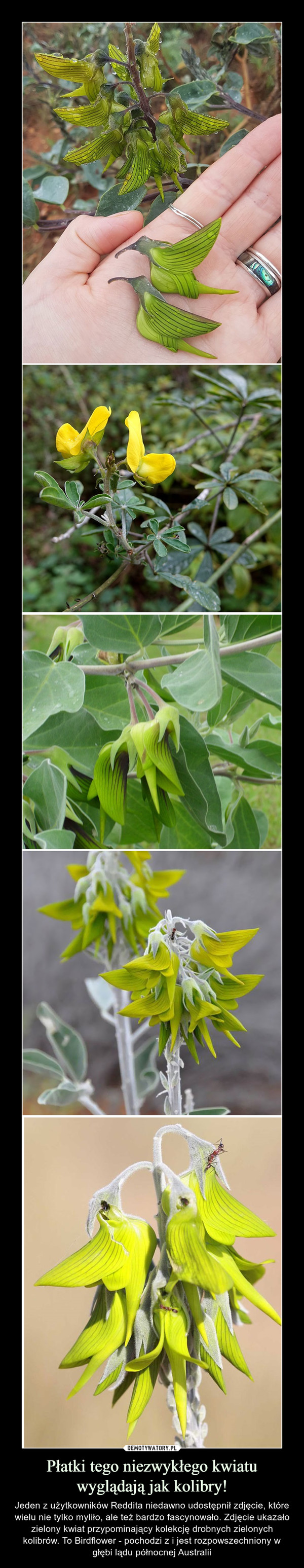 Płatki tego niezwykłego kwiatu wyglądają jak kolibry! – Jeden z użytkowników Reddita niedawno udostępnił zdjęcie, które wielu nie tylko myliło, ale też bardzo fascynowało. Zdjęcie ukazało zielony kwiat przypominający kolekcję drobnych zielonych kolibrów. To Birdflower - pochodzi z i jest rozpowszechniony w głębi lądu północnej Australii 