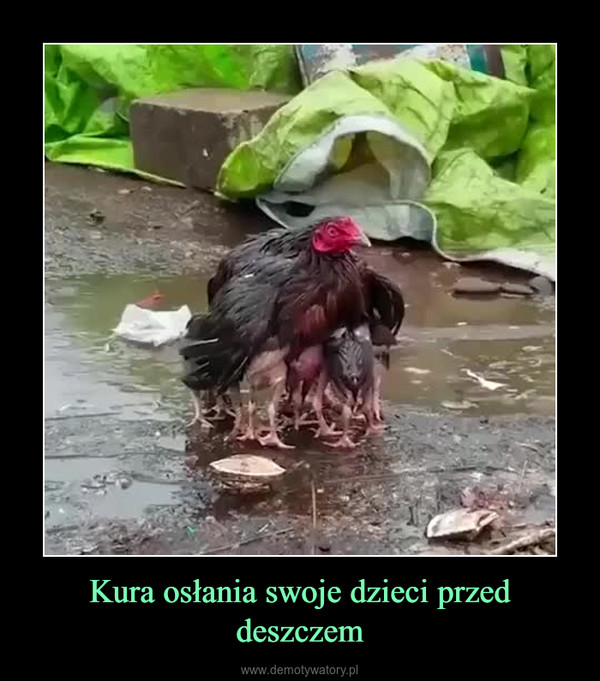 Kura osłania swoje dzieci przed deszczem –  