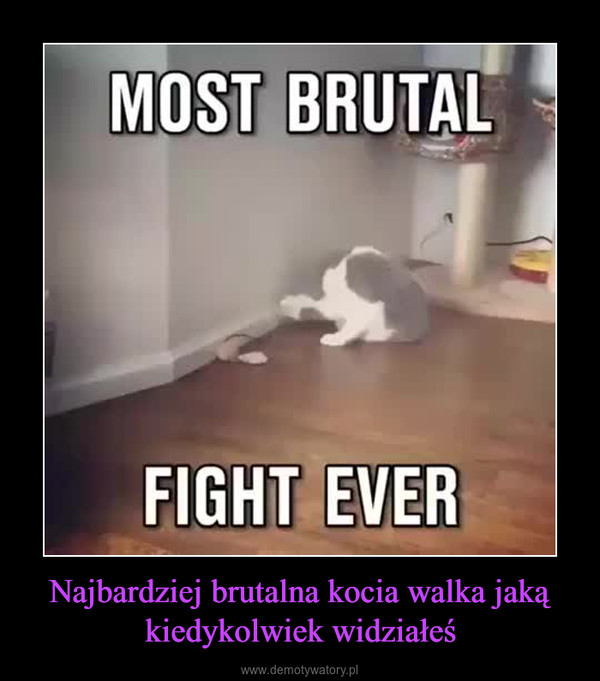 Najbardziej brutalna kocia walka jaką kiedykolwiek widziałeś –  