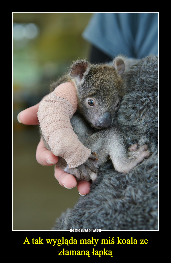 A tak wygląda mały miś koala ze złamaną łapką