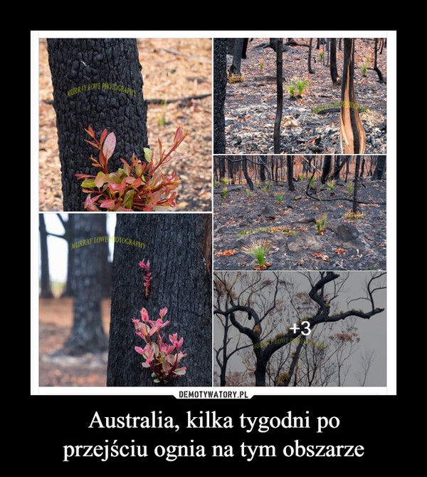 Australia, kilka tygodni poprzejściu ognia na tym obszarze –  