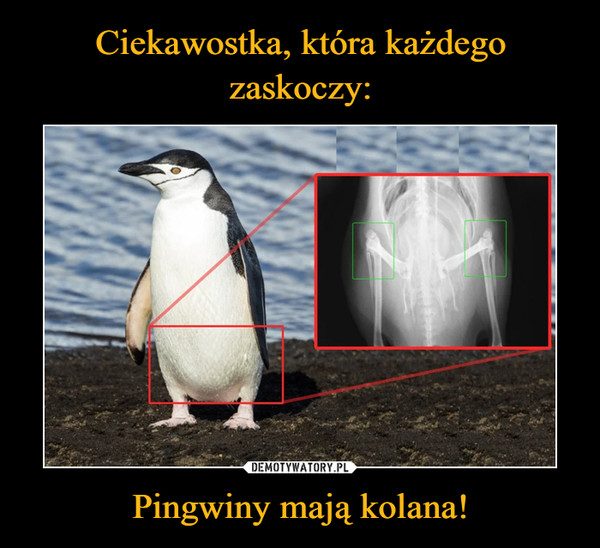 Ciekawostka, która każdego zaskoczy: Pingwiny mają kolana!