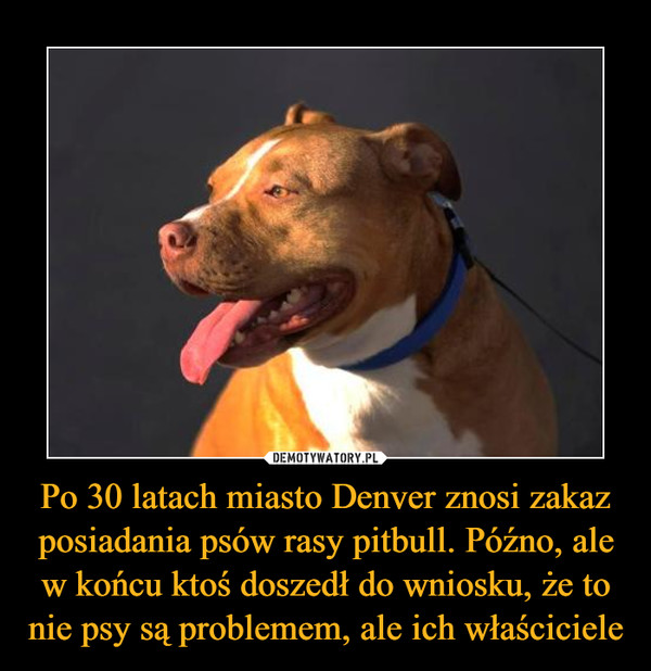 Po 30 latach miasto Denver znosi zakaz posiadania psów rasy pitbull. Późno, ale w końcu ktoś doszedł do wniosku, że to nie psy są problemem, ale ich właściciele –  