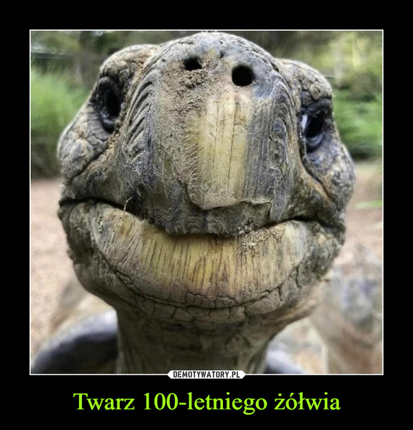 Twarz 100-letniego żółwia –  
