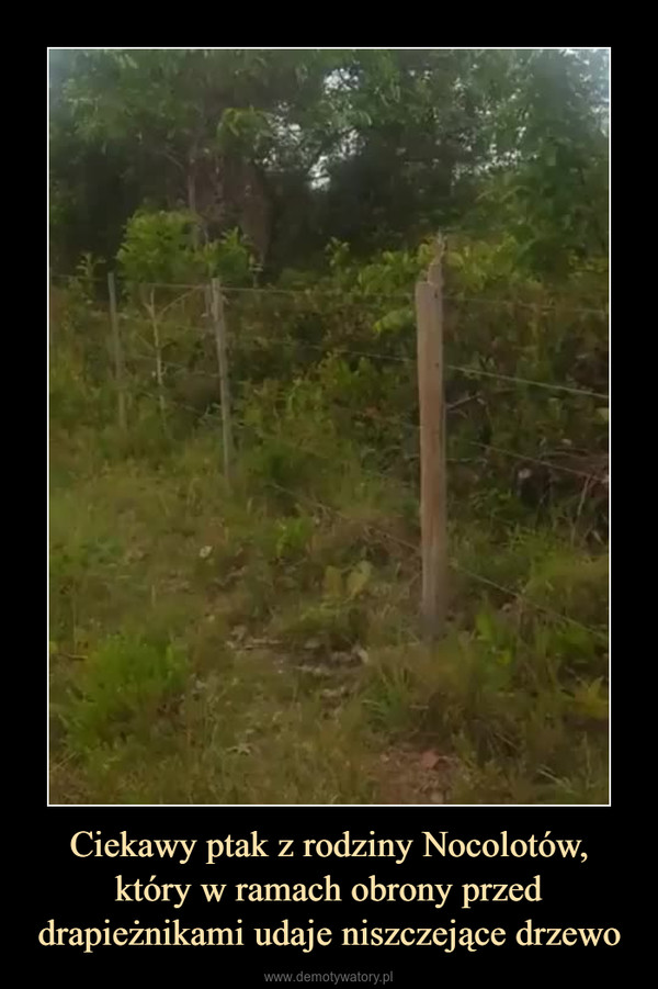 Ciekawy ptak z rodziny Nocolotów, który w ramach obrony przed drapieżnikami udaje niszczejące drzewo –  
