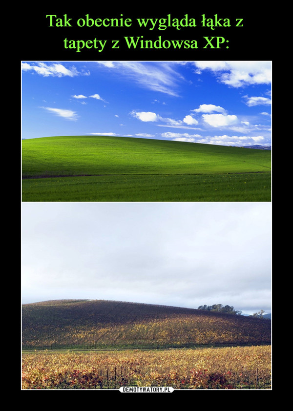 Tak obecnie wygląda łąka z 
tapety z Windowsa XP: