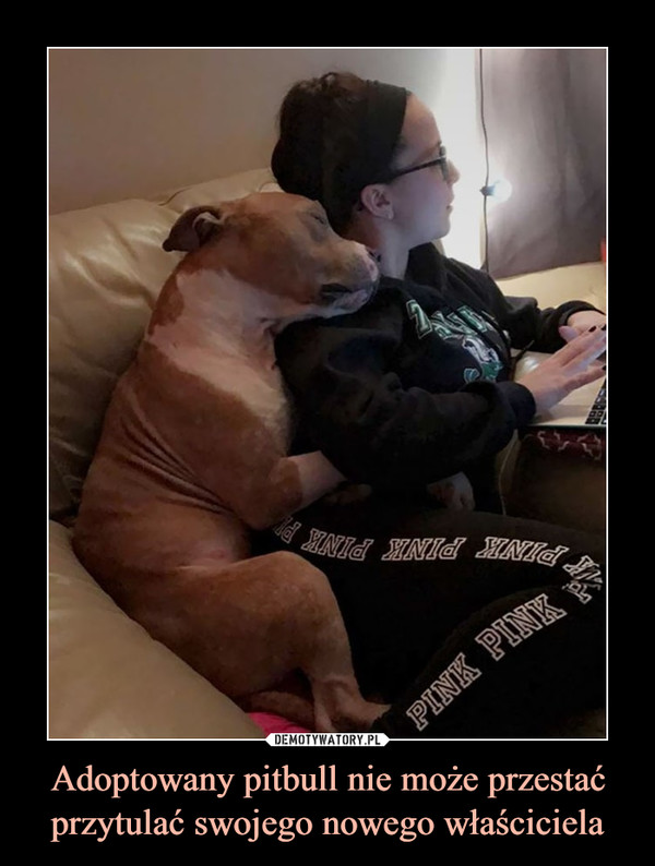 Adoptowany pitbull nie może przestać przytulać swojego nowego właściciela