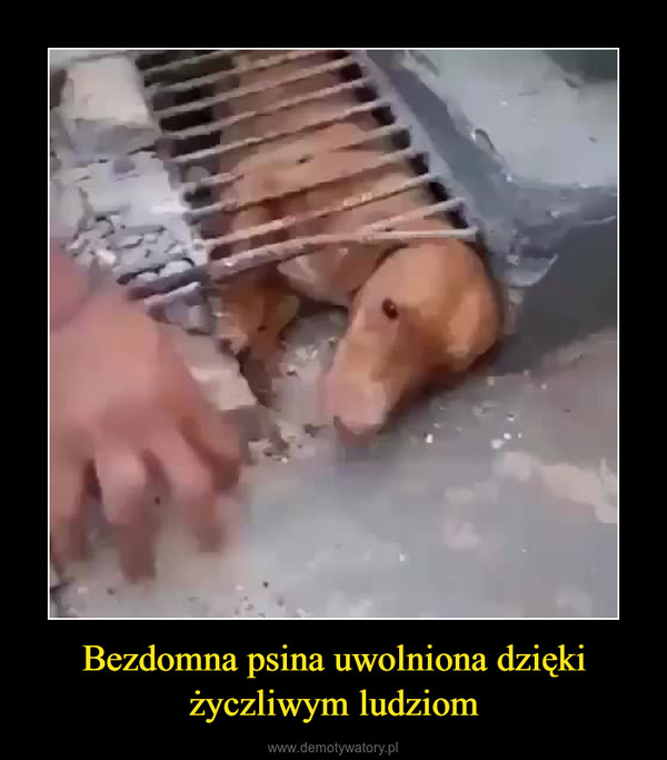 Bezdomna psina uwolniona dzięki życzliwym ludziom –  