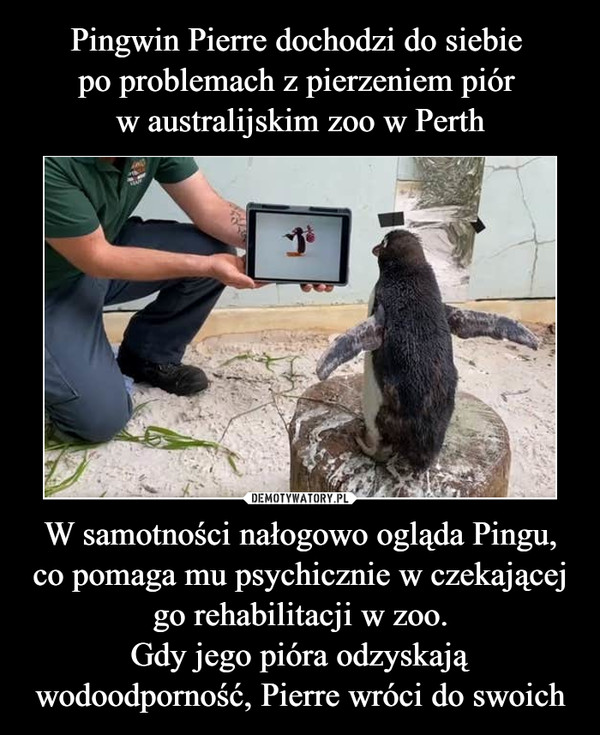 W samotności nałogowo ogląda Pingu, co pomaga mu psychicznie w czekającej go rehabilitacji w zoo.Gdy jego pióra odzyskają wodoodporność, Pierre wróci do swoich –  