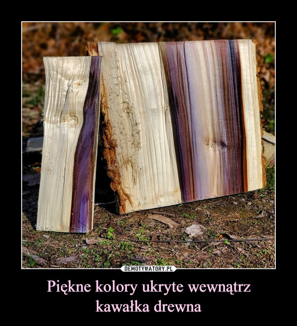 Piękne kolory ukryte wewnątrzkawałka drewna –  