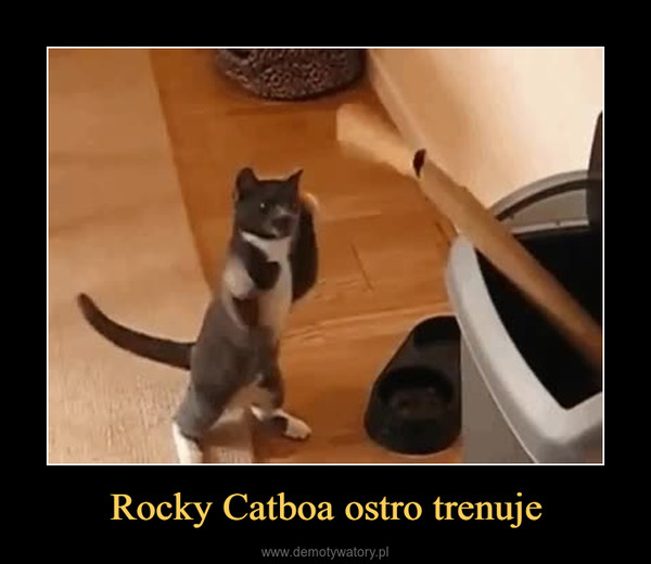 Rocky Catboa ostro trenuje –  