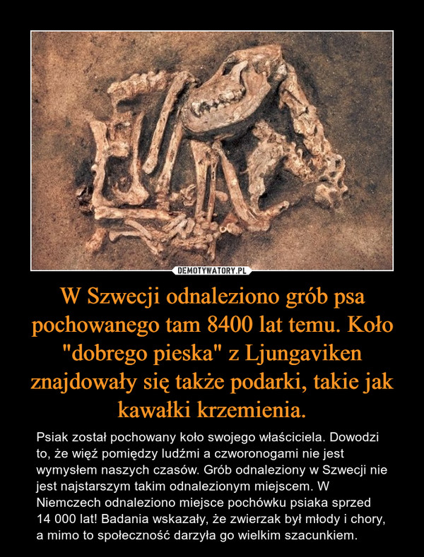 W Szwecji odnaleziono grób psa pochowanego tam 8400 lat temu. Koło "dobrego pieska" z Ljungaviken znajdowały się także podarki, takie jak kawałki krzemienia. – Psiak został pochowany koło swojego właściciela. Dowodzi to, że więź pomiędzy ludźmi a czworonogami nie jest wymysłem naszych czasów. Grób odnaleziony w Szwecji nie jest najstarszym takim odnalezionym miejscem. W Niemczech odnaleziono miejsce pochówku psiaka sprzed 14 000 lat! Badania wskazały, że zwierzak był młody i chory, a mimo to społeczność darzyła go wielkim szacunkiem. 