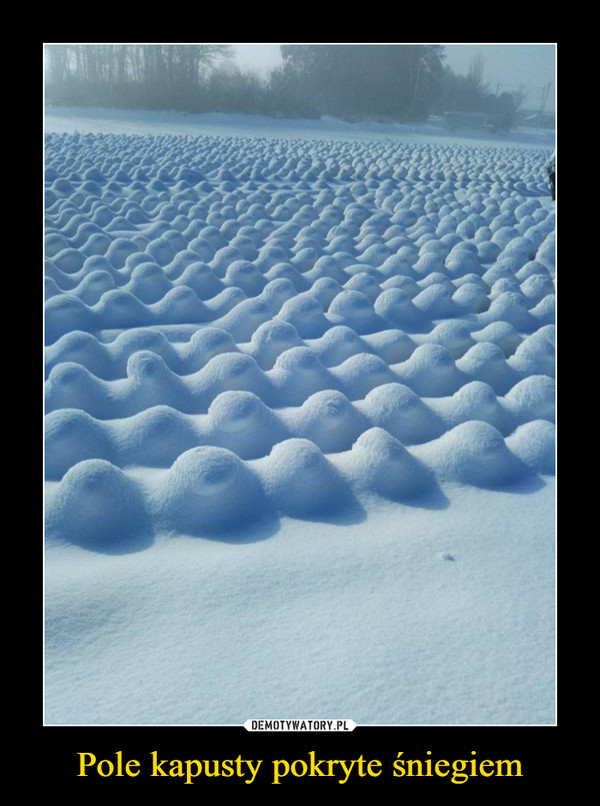 Pole kapusty pokryte śniegiem –  